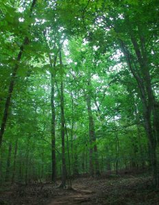 475290_10151422747467799_1170039947_o