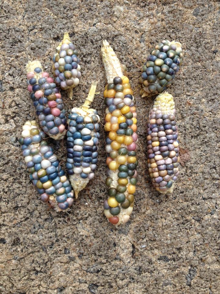 11953115_10153136352097799_477440965602261210_n